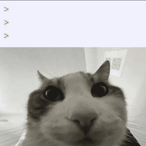cat looks inside meme template