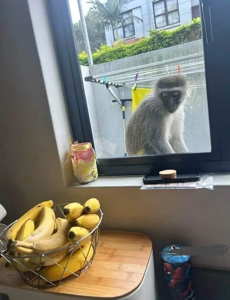 hungery monkey meme template