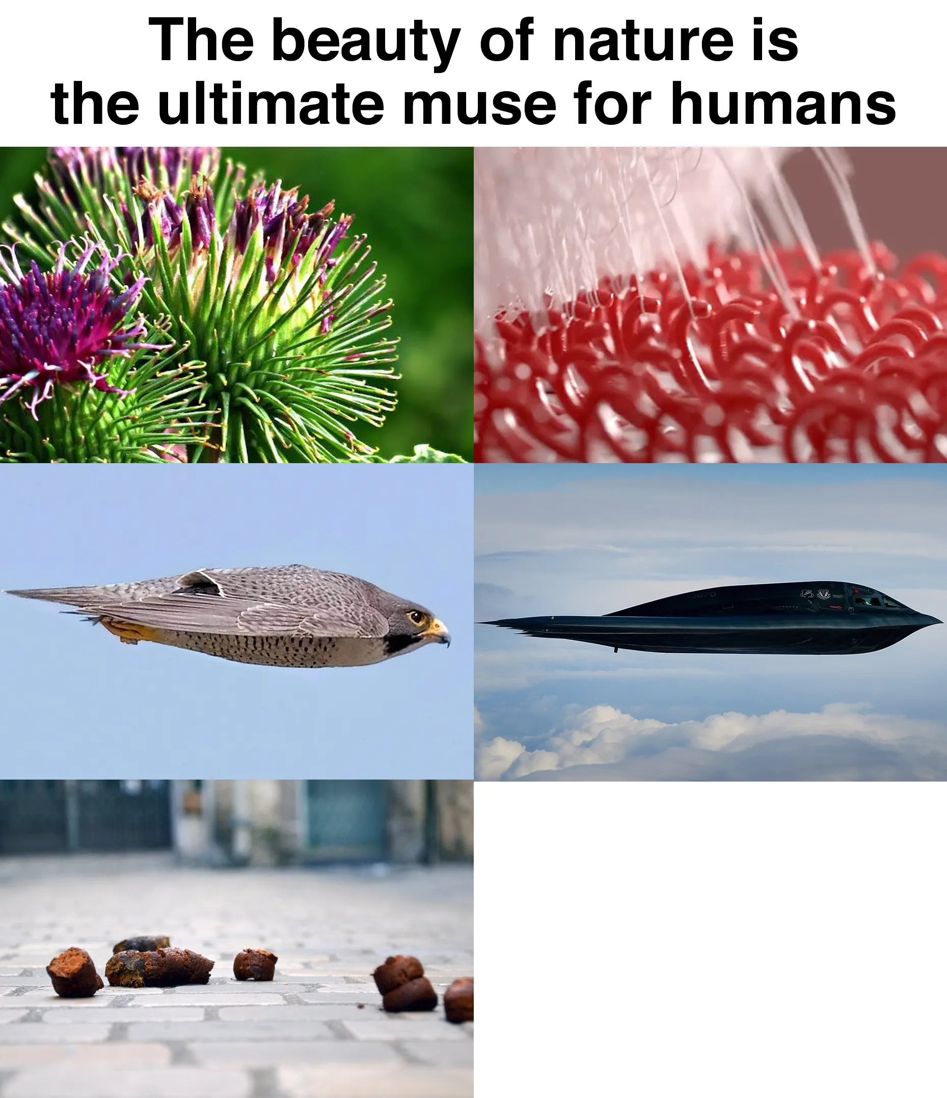 natures beauty meme template